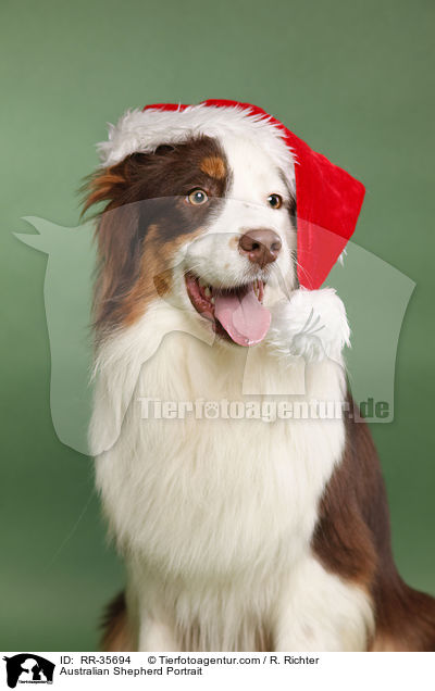 Australian Shepherd Portrait / Australian Shepherd Portrait / RR-35694