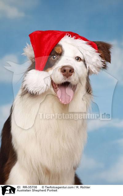 Australian Shepherd Portrait / Australian Shepherd Portrait / RR-35706