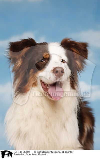 Australian Shepherd Portrait / Australian Shepherd Portrait / RR-35707