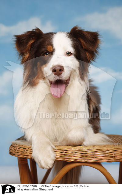 liegender Australian Shepherd / lying Australian Shepherd / RR-35708
