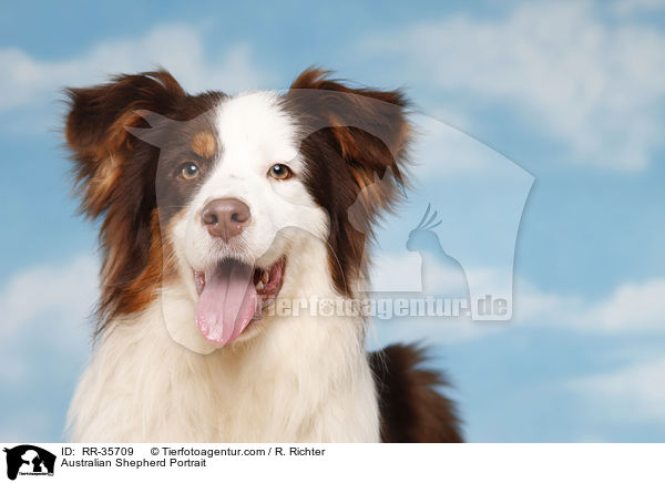 Australian Shepherd Portrait / Australian Shepherd Portrait / RR-35709