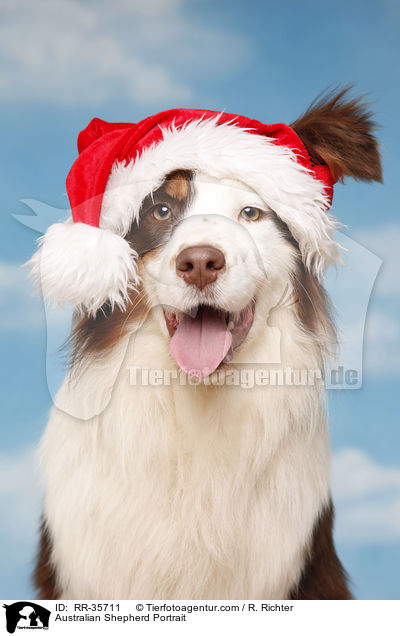 Australian Shepherd Portrait / Australian Shepherd Portrait / RR-35711