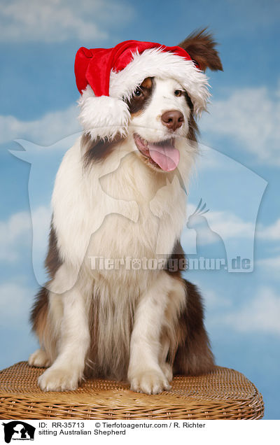 sitzender Australian Shepherd / sitting Australian Shepherd / RR-35713