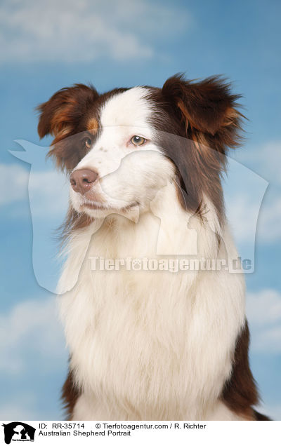 Australian Shepherd Portrait / Australian Shepherd Portrait / RR-35714