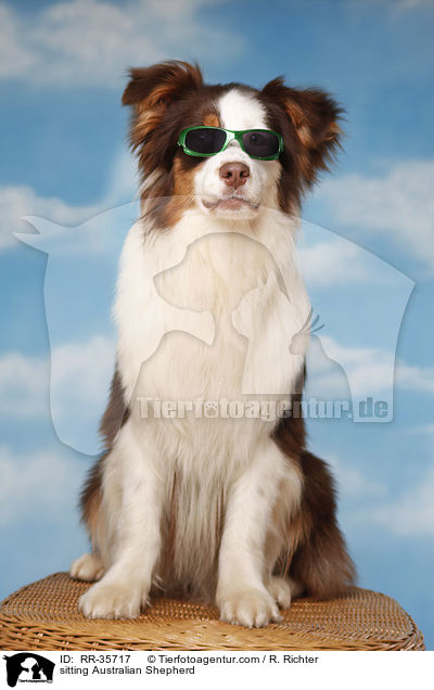 sitzender Australian Shepherd / sitting Australian Shepherd / RR-35717