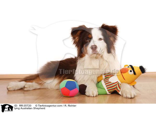 liegender Australian Shepherd / lying Australian Shepherd / RR-35720