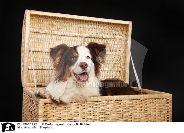liegender Australian Shepherd / lying Australian Shepherd / RR-35722