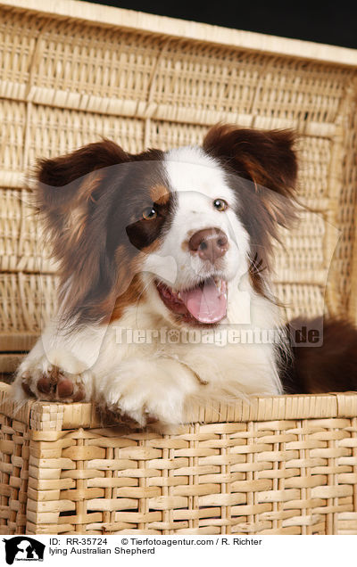 liegender Australian Shepherd / lying Australian Shepherd / RR-35724