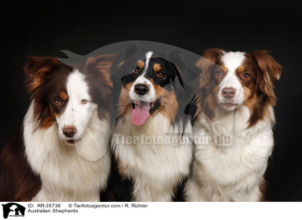 Australian Shepherds / Australian Shepherds / RR-35736