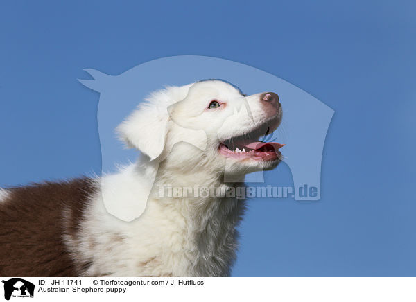 Australian Shepherd Welpe / Australian Shepherd puppy / JH-11741