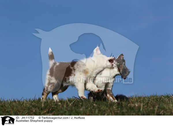 Australian Shepherd Welpe / Australian Shepherd puppy / JH-11752