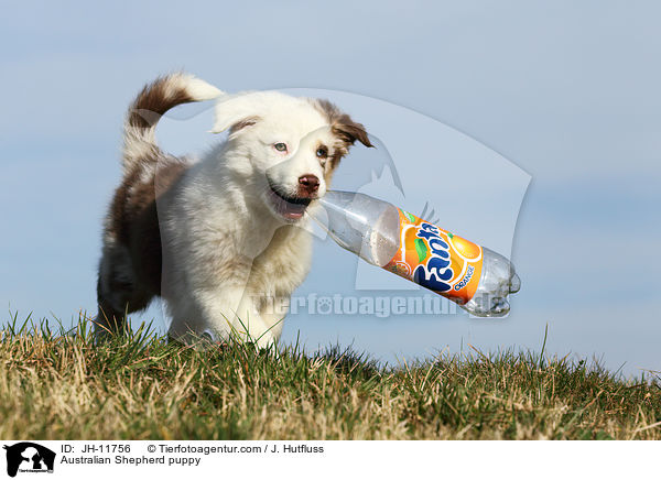 Australian Shepherd Welpe / Australian Shepherd puppy / JH-11756