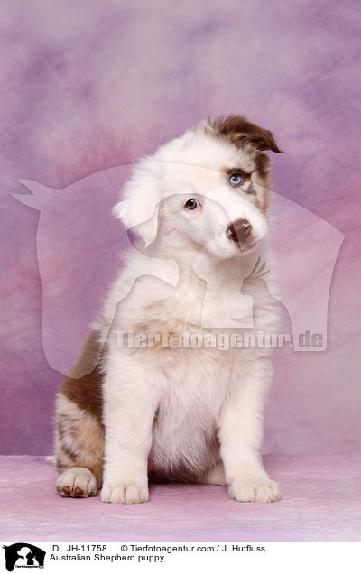 Australian Shepherd Welpe / Australian Shepherd puppy / JH-11758
