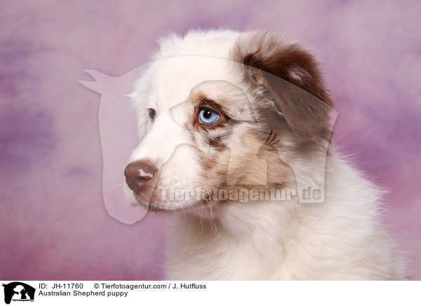 Australian Shepherd Welpe / Australian Shepherd puppy / JH-11760