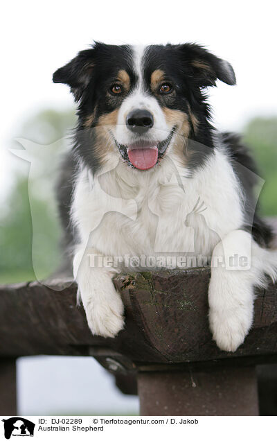 Australian Shepherd / Australian Shepherd / DJ-02289