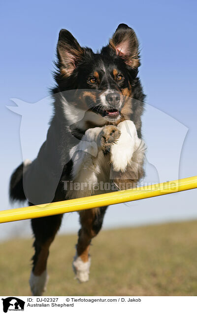Australian Shepherd / DJ-02327