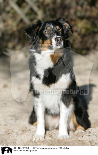 Australian Shepherd / Australian Shepherd / DJ-02331