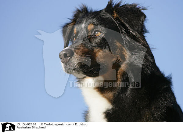 Australian Shepherd / Australian Shepherd / DJ-02338