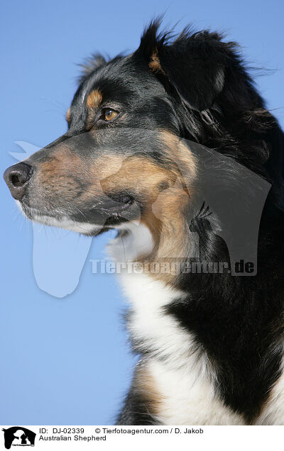 Australian Shepherd / Australian Shepherd / DJ-02339
