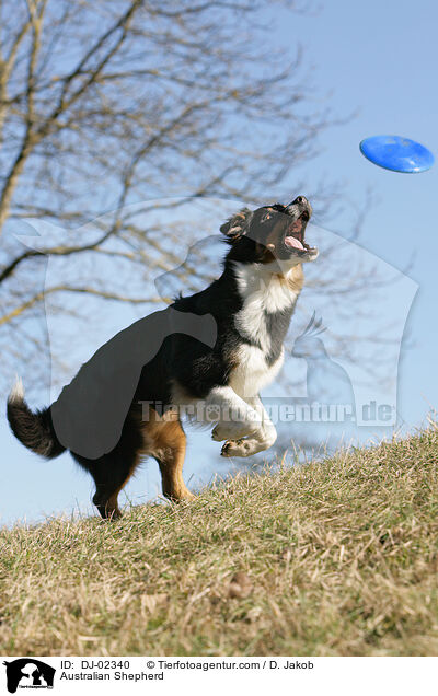 Australian Shepherd / Australian Shepherd / DJ-02340