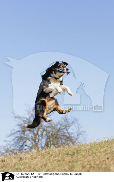 Australian Shepherd / Australian Shepherd / DJ-02342
