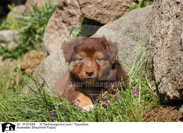 Australian Shepherd Welpe / Australian Shepherd Puppy / IF-07254