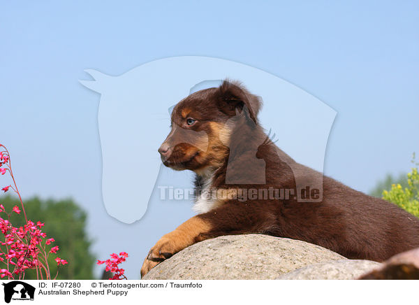 Australian Shepherd Welpe / Australian Shepherd Puppy / IF-07280
