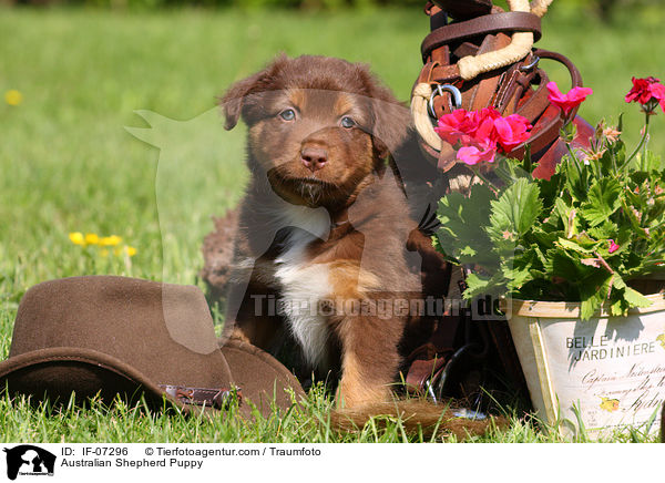Australian Shepherd Welpe / Australian Shepherd Puppy / IF-07296