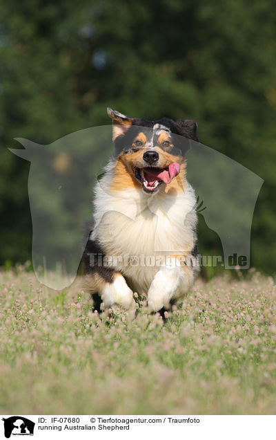 running Australian Shepherd / IF-07680