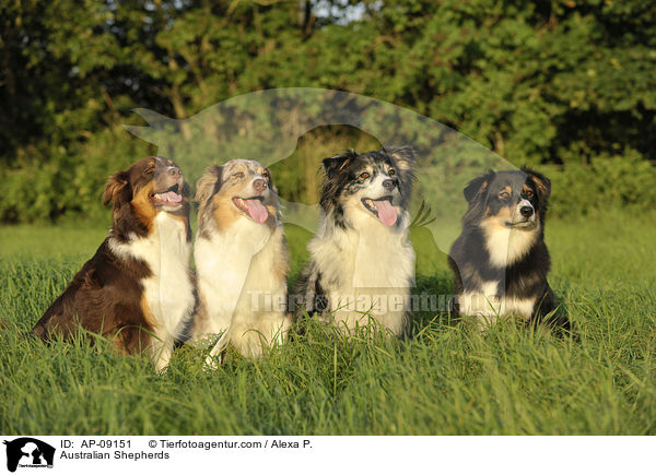 Australian Shepherds / Australian Shepherds / AP-09151