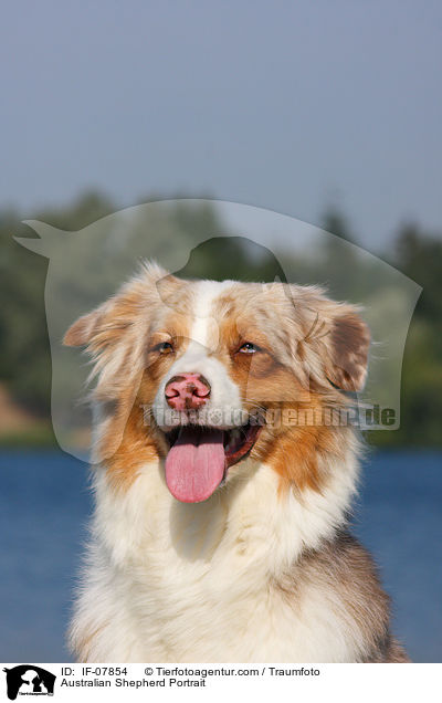 Australian Shepherd Portrait / Australian Shepherd Portrait / IF-07854