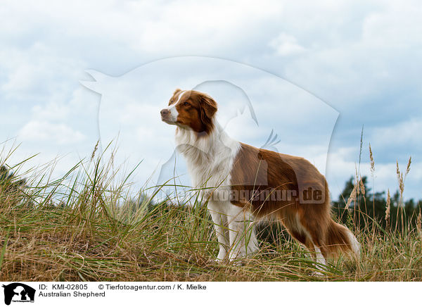 Australian Shepherd / Australian Shepherd / KMI-02805