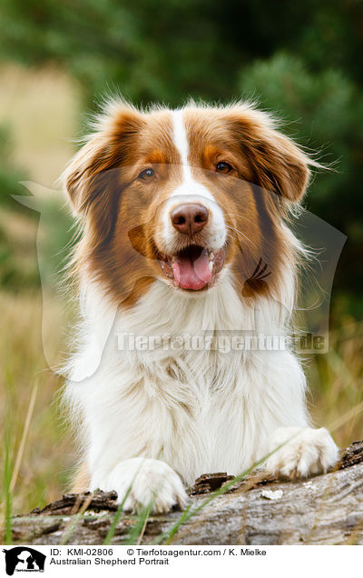 Australian Shepherd Portrait / Australian Shepherd Portrait / KMI-02806