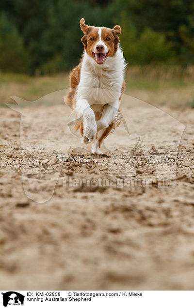 rennender Australian Shepherd / running Australian Shepherd / KMI-02808