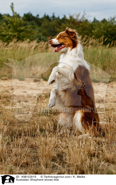Australian Shepherd macht Mnnchen / Australian Shepherd shows trick / KMI-02819