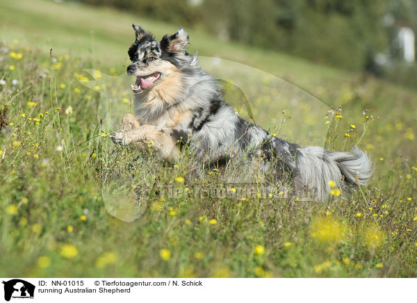 running Australian Shepherd / NN-01015