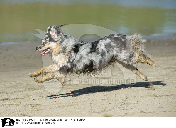 running Australian Shepherd / NN-01021