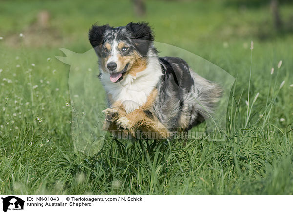 running Australian Shepherd / NN-01043