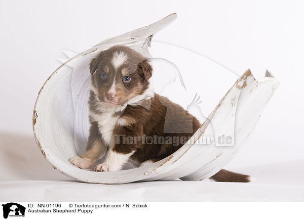 Australian Shepherd Welpe / Australian Shepherd Puppy / NN-01196