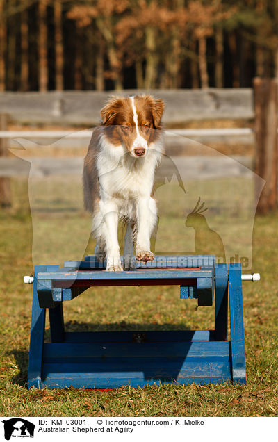 Australian Shepherd beim Agility / Australian Shepherd at Agility / KMI-03001