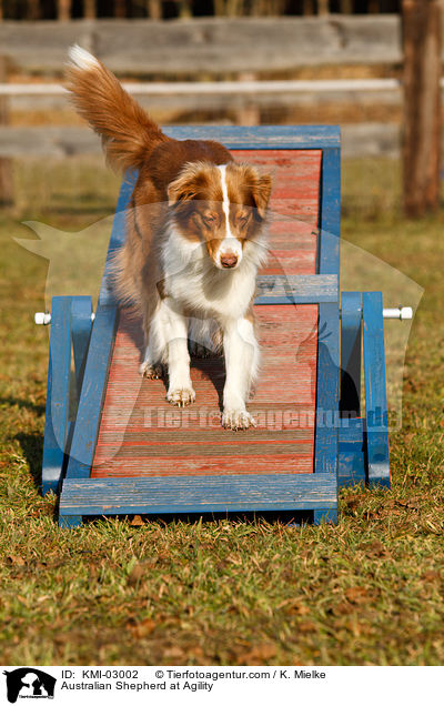 Australian Shepherd beim Agility / Australian Shepherd at Agility / KMI-03002