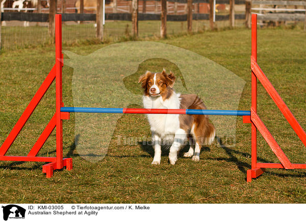 Australian Shepherd beim Agility / Australian Shepherd at Agility / KMI-03005
