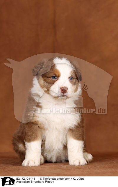 Australian Shepherd Welpe / Australian Shepherd Puppy / KL-08148