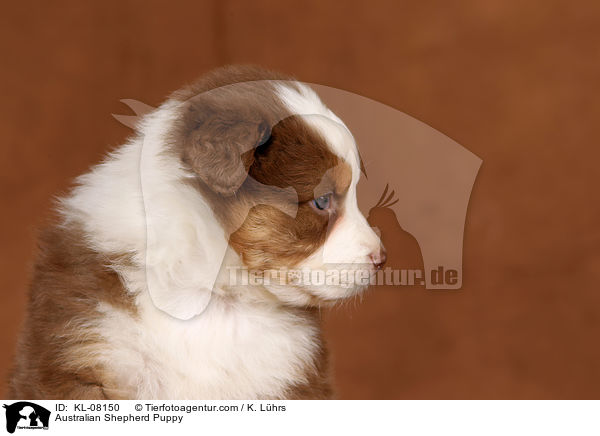 Australian Shepherd Welpe / Australian Shepherd Puppy / KL-08150