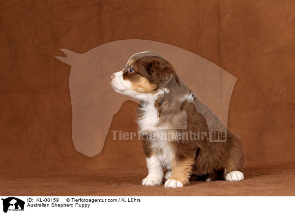 Australian Shepherd Welpe / Australian Shepherd Puppy / KL-08159