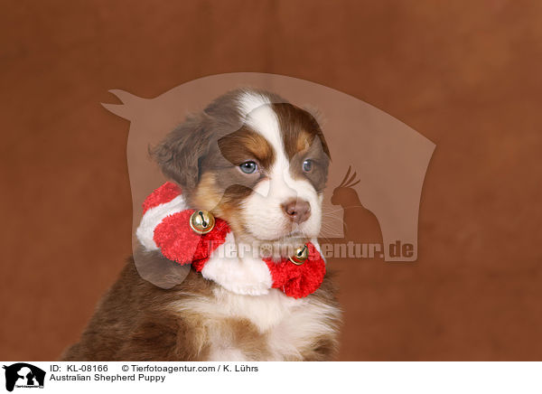 Australian Shepherd Welpe / Australian Shepherd Puppy / KL-08166