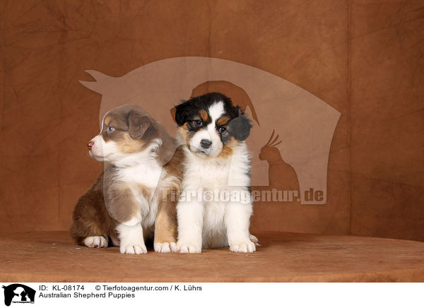 Australian Shepherd Welpen / Australian Shepherd Puppies / KL-08174