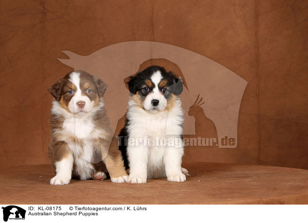 Australian Shepherd Welpen / Australian Shepherd Puppies / KL-08175