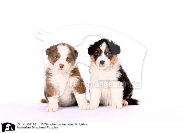 Australian Shepherd Welpen / Australian Shepherd Puppies / KL-08188