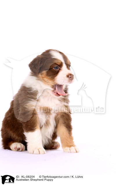 Australian Shepherd Welpe / Australian Shepherd Puppy / KL-08204